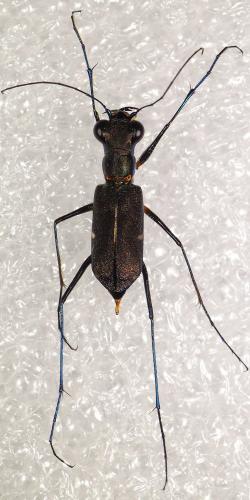Odontocheila margineguttata